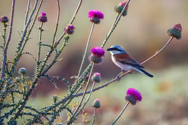 Kırmızı sırtlı Shrike veya Lanius collurio çiçeklerle dal üzerinde — Stok fotoğraf