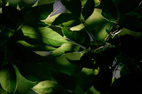 Folhas verdes em ramos na sombra escura, Fundo natural — Fotografia de Stock