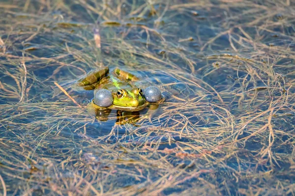 Marsh frog o Pelophylax ridibundus se sienta en el agua cerca —  Fotos de Stock