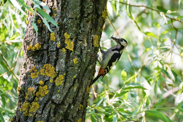 Cercano pájaro carpintero sirio o Dendrocopos syriacus en el árbol junto a su agujero — Foto de Stock