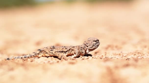 トードヘッドアガマまたは Phrynocephalus helioscopus — ストック動画