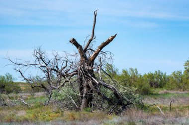 Kuru eski kıyma ağaç doğada yer yatıyor