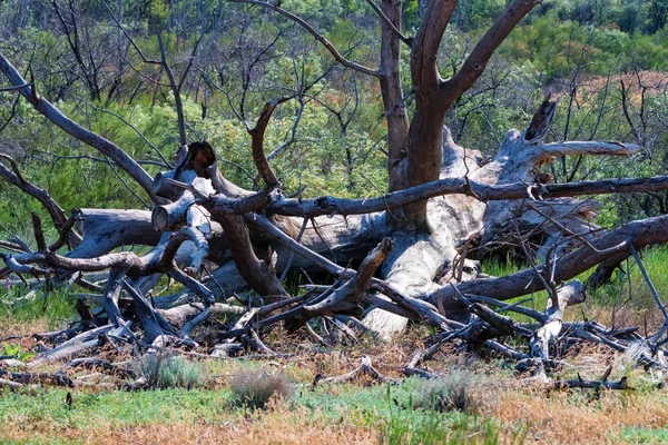 Trockener alter entwurzelter Baum liegt in der Natur auf dem Boden — Stockfoto