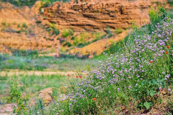 Paysage printanier avec des fleurs sauvages en fleurs dans la steppe — Photo
