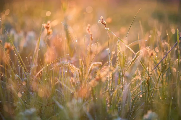 Schöner Hintergrund mit Morgentau auf Gras schließen — Stockfoto