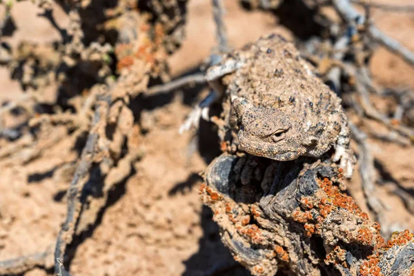 Szoros portré Phrynocephalus helioscopus agama a természetben — Stock Fotó