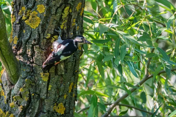 Cercano pájaro carpintero sirio o Dendrocopos syriacus en el árbol junto a su agujero — Foto de Stock