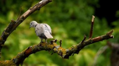 Yakalı güvercin ya da dalda Streptopelia dekaokto