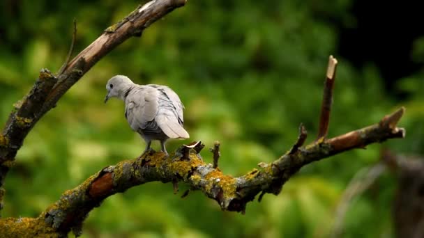 Ошейниковый голубь или Streptopelia decaocto на ветке — стоковое видео