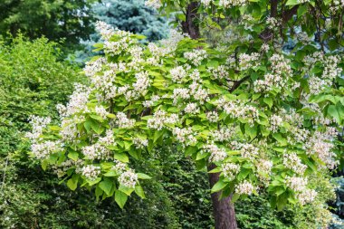 Beyaz çiçeklerle açan Catalpa bignonioides ağacının görünümü