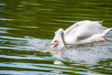 Büyük beyaz pelikan veya Pelecanus onocrotalus suda avcılık