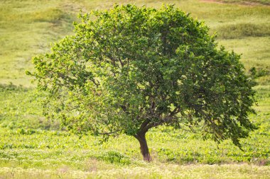 Yalnız ağaç yaz bozkır güzel manzara