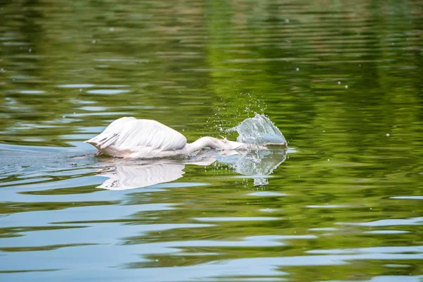Nagy fehér Pelikán vagy Pelecanus onocrotalus vadászat a vízben — Stock Fotó