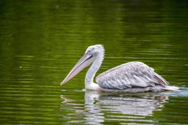 Dalmaçya pelikan veya Pelecanus crispus suda