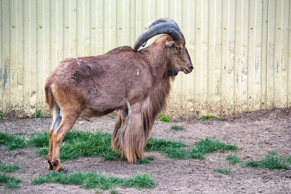 Barbary sheep or Ammotragus Lervia in zoo — Stock Photo, Image