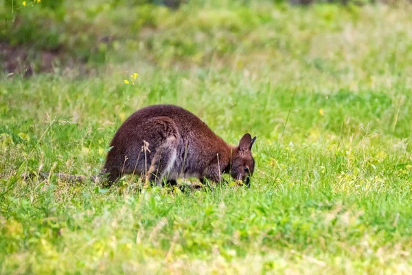 Bennetts tree-kangaroo or Dendrolagus bennettianus in captivity — Stock Photo, Image