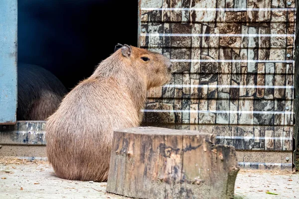 Capybara veya Hydrochoerus hydrochaeris hayvanat bahçesinde yere oturur. Geri görünüm — Stok fotoğraf