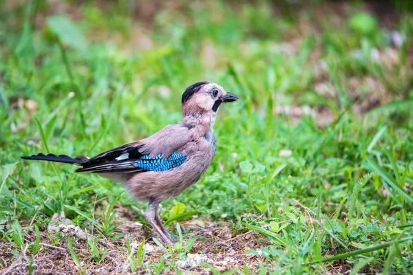 Jay euroasiático o garrulus glandarius en tierra cerca —  Fotos de Stock