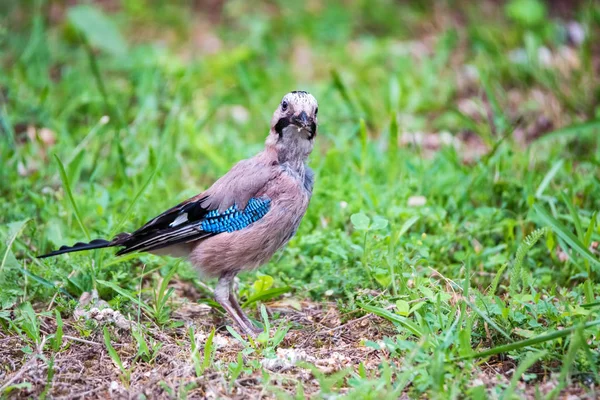 Eurasia jay atau garrulus glandarius di tanah dekat — Stok Foto