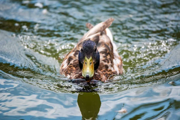 Male wild duck or Anas platyrhynchos floats in water. Front view — Stock Photo, Image