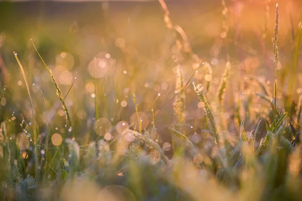 Beautiful background with morning dew on grass close — Stock Photo, Image