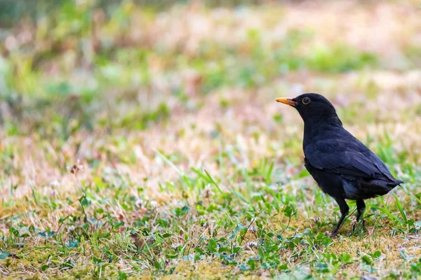 Cute laki-laki Common blackbird atau Turdus merula di tanah dekat — Stok Foto