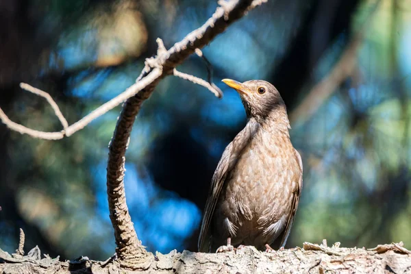 Linda hembra Pájaro negro común o Turdus merula perchas en ramita —  Fotos de Stock