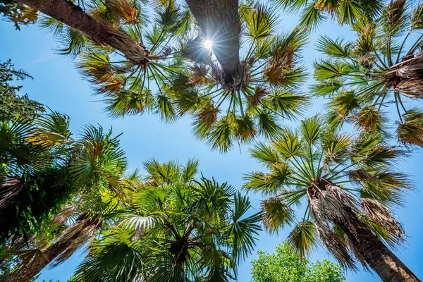 Botten bild av exotiska fläkt-leaved palmer mot Blue Sky — Stockfoto