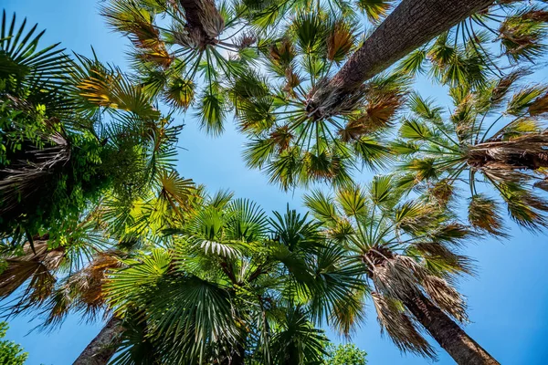 Botten bild av exotiska fläkt-leaved palmer mot Blue Sky — Stockfoto