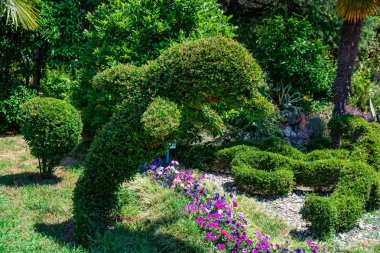 Güneşli parkta yeşil yunus topiary yakın