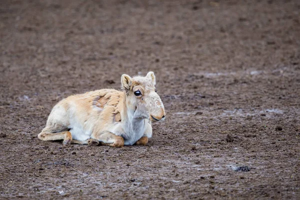 Söt ung Saiga Antelope eller Saiga tatarica vilar på marken under ömmning — Stockfoto