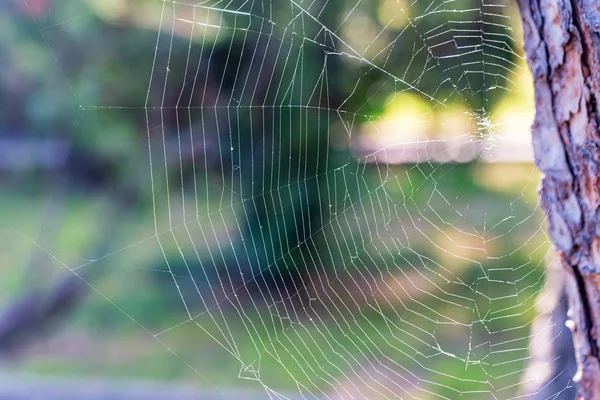 Närbild White Spiderweb Software bredvid trädstam hängande utomhus — Stockfoto