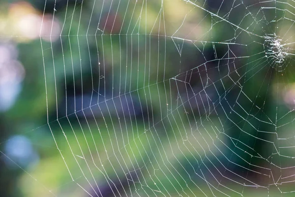 Närbild del av White Spiderweb Software hängande utomhus för naturlig bakgrund — Stockfoto