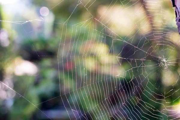 Närbild del av White Spiderweb Software hängande utomhus för naturlig bakgrund — Stockfoto