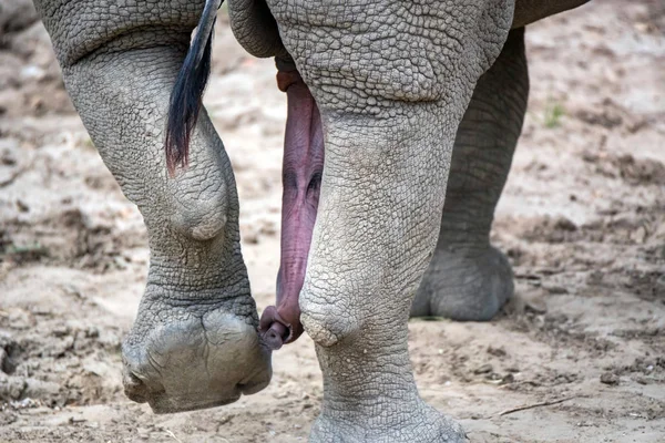 Vista posterior de las piernas y el tronco de elefante asiático o elephas maximus — Foto de Stock