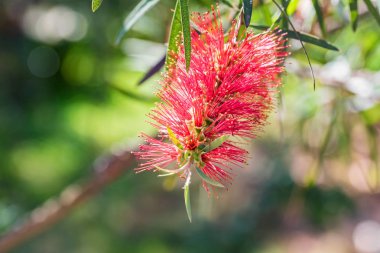 Bahçe kırmızı bottlebrush veya callistemon çiçek yakın