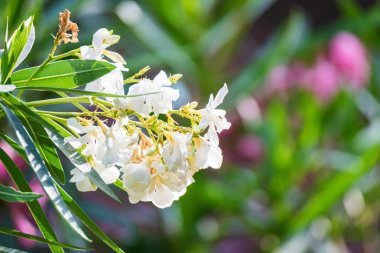 Bloom birkaç beyaz Oleander çiçekler veya nerium çiçek yakın
