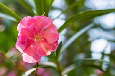 Bloom pembe Oleander veya nerium çiçek yakın
