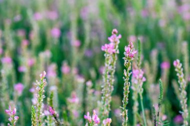 Yakın çiçeklenme Onobrychis viciifolia çiçeklenme veya ortak sainfoin kadar