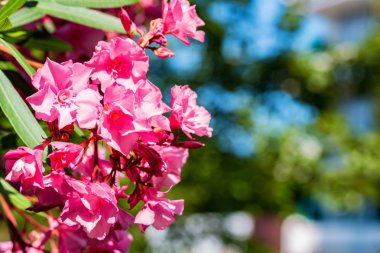 Bloom birkaç pembe Oleander çiçekler veya nerium çiçek yakın