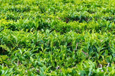 Çay tarlasında yeşil çay yaprakları yakın yukarı