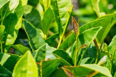 Çay tarlasında yeşil çay yaprakları yakın yukarı