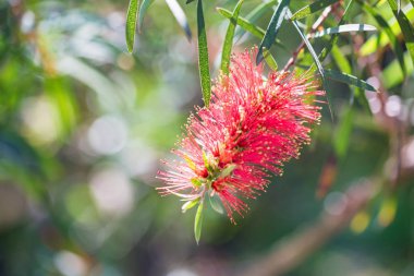 Bahçe kırmızı bottlebrush veya callistemon çiçek yakın
