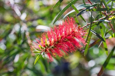 Bahçe kırmızı bottlebrush veya callistemon çiçek yakın