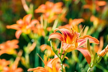 Birkaç hemerocallis fulva veya turuncu daylily bahçede çiçeklenme