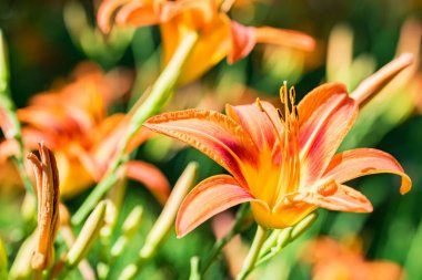 Birkaç hemerocallis fulva veya turuncu daylily bahçede çiçeklenme