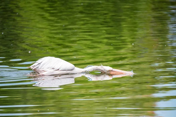 Nagy fehér Pelikán vagy Pelecanus onocrotalus vadászat a vízben — Stock Fotó