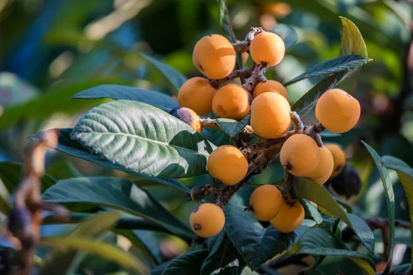 Close up bright Loquat fruits or Eriobotrya japonica on tree. — Stock Photo, Image