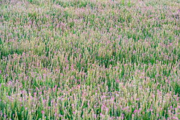 オノブリチス・ビシフォリアの花序またはピンクの花が咲く一般的なサンフォイン — ストック写真