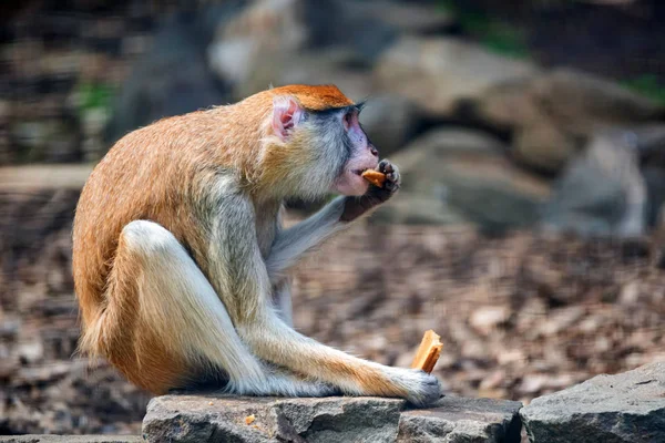 Patas Monkey vagy Erythrocebus patas eszik kenyeret fogságban — Stock Fotó